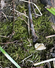 Rhynchostegium confertum