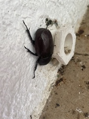 Xylotrupes australicus
