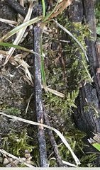 Rhynchostegium confertum