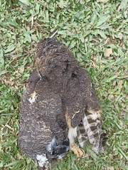 Strix virgata