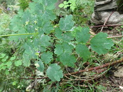 Thalictrum javanicum