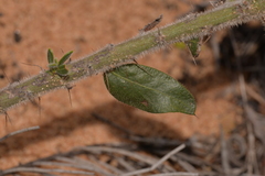 Acacia idiomorpha