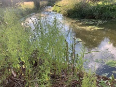 Dysphania graveolens