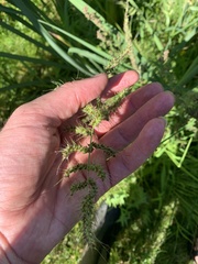 Echinochloa muricata