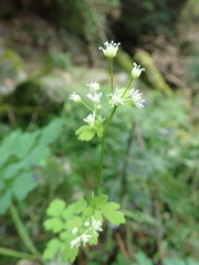 Thalictrum javanicum
