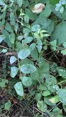 Astragalus glycyphyllos