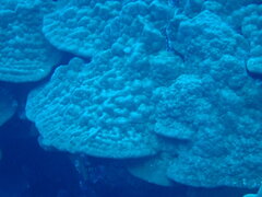 Porites