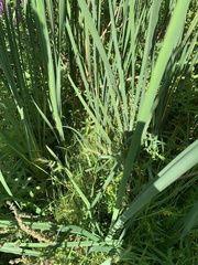 Echinochloa muricata