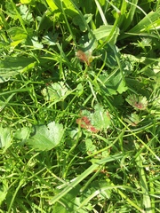 Synchytrium australe