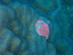 Porites