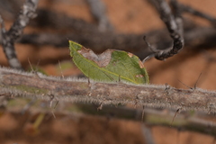 Acacia idiomorpha