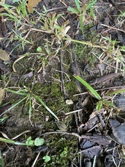 Fissidens taxifolius