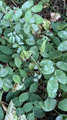Astragalus glycyphyllos