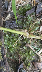Fissidens taxifolius
