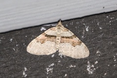 Xanthorhoe labradorensis