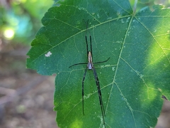 Trichonephila clavata