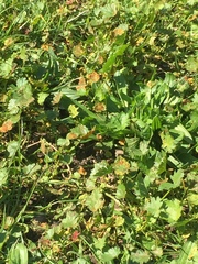 Synchytrium australe