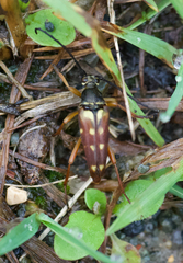 Typocerus