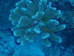 Pocillopora grandis