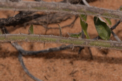 Acacia idiomorpha