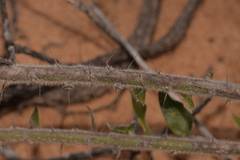 Acacia idiomorpha
