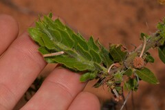 Acacia idiomorpha