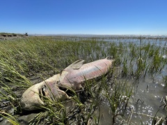 Acipenser transmontanus