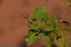 Diplopeltis petiolaris
