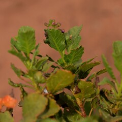 Diplopeltis petiolaris