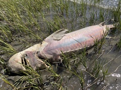 Acipenser transmontanus