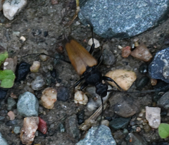 Lepturini