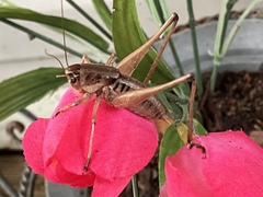 Tettigoniinae