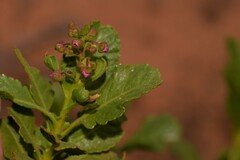 Diplopeltis petiolaris