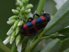Trichodes nuttalli