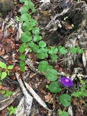Ipomoea orizabensis orizabensis