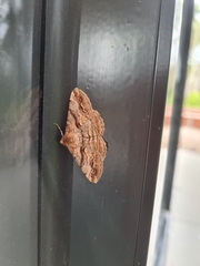 Gastrinodes bitaeniaria