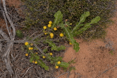 Acacia idiomorpha