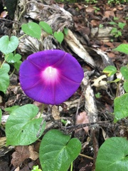 Ipomoea orizabensis orizabensis