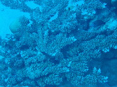 Acropora longicyathus