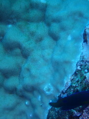 Porites