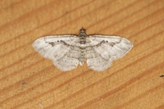 Costaconvexa centrostrigaria