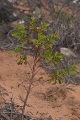 Diplopeltis petiolaris