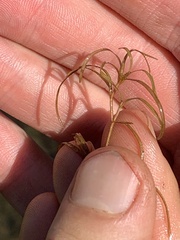 Potamogeton spirillus