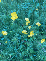 Ranunculus acris