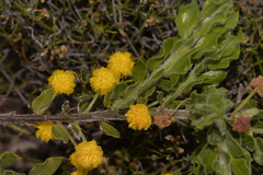 Acacia idiomorpha