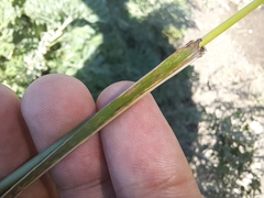 Elymus canadensis