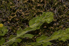 Acacia idiomorpha