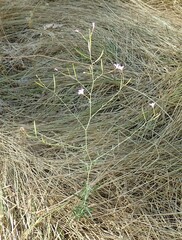 Epilobium brachycarpum