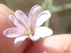 Epilobium brachycarpum