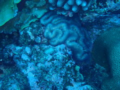 Lobophyllia